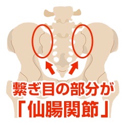 仙骨と腸骨のつなぎ目部分が仙腸関節